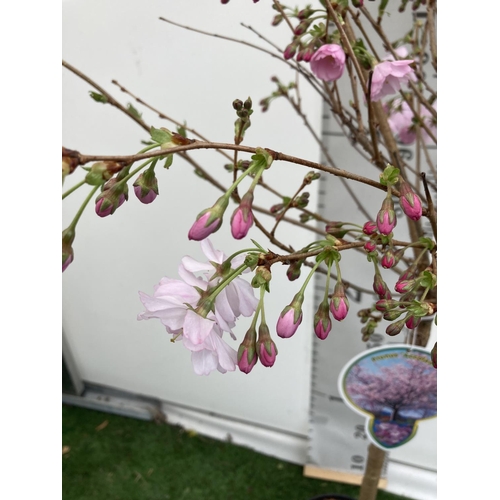 11 - ONE FLOWERING CHERRY PRUNUS 'ACCOLADE' PINK TREE 
APPROX 140CM IN A 7 LTR POT PLUS VAT