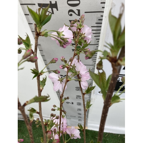 11 - ONE FLOWERING CHERRY PRUNUS 'ACCOLADE' PINK TREE 
APPROX 140CM IN A 7 LTR POT PLUS VAT