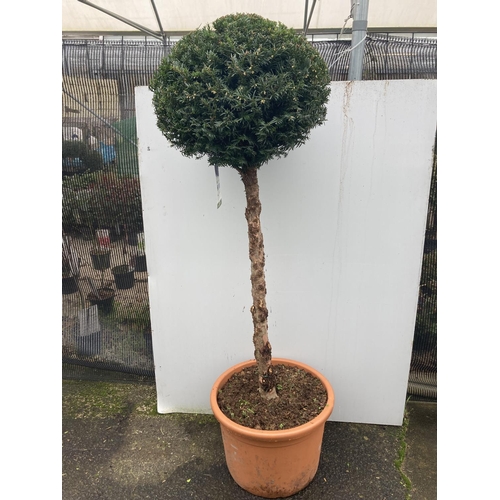 132 - ONE LARGE TAXUS BACCATA ENGLISH YEW STANDARD TREE OVER 170 CM IN HEIGHT IN A 30 LTR POT PLUS VAT