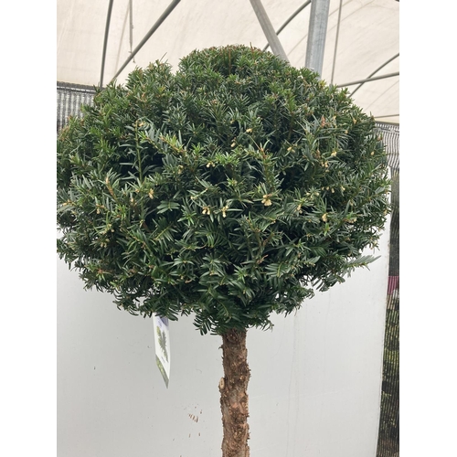 132 - ONE LARGE TAXUS BACCATA ENGLISH YEW STANDARD TREE OVER 170 CM IN HEIGHT IN A 30 LTR POT PLUS VAT