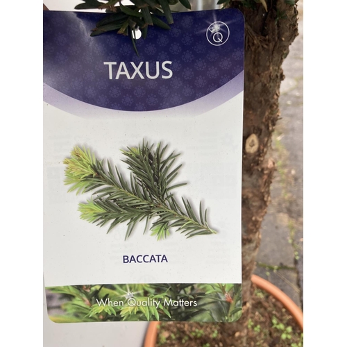 132 - ONE LARGE TAXUS BACCATA ENGLISH YEW STANDARD TREE OVER 170 CM IN HEIGHT IN A 30 LTR POT PLUS VAT