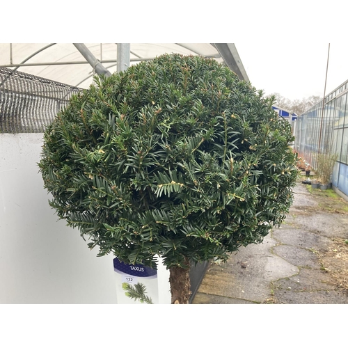 132 - ONE LARGE TAXUS BACCATA ENGLISH YEW STANDARD TREE OVER 170 CM IN HEIGHT IN A 30 LTR POT PLUS VAT