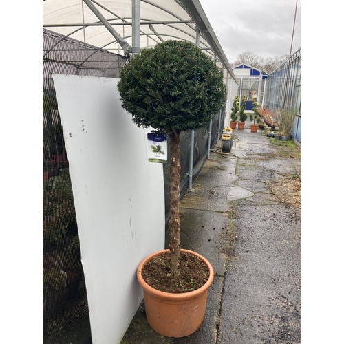 132 - ONE LARGE TAXUS BACCATA ENGLISH YEW STANDARD TREE OVER 170 CM IN HEIGHT IN A 30 LTR POT PLUS VAT