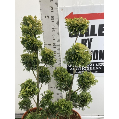 134 - TWO POM POM TREES CUPRESSOCYPARIS LEYLANDII 'GOLD RIDER' APPROX 160CM IN HEIGHT IN 15 LTR POTS PLUS ... 