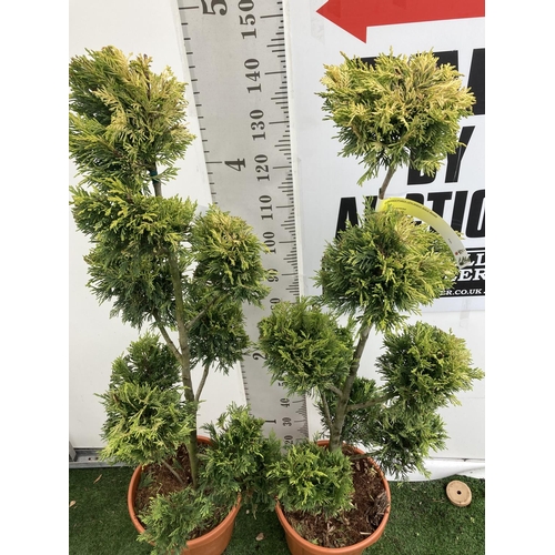 134 - TWO POM POM TREES CUPRESSOCYPARIS LEYLANDII 'GOLD RIDER' APPROX 160CM IN HEIGHT IN 15 LTR POTS PLUS ... 