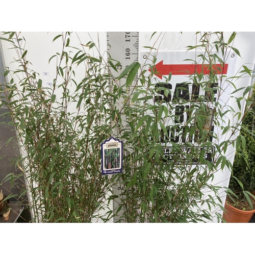 135 - TWO LARGE BAMBOO FARGESIA 'VIOLET WOODS' APPROX 180CM IN HEIGHT IN 10 LTR POTS PLUS VAT TO BE SOLD F... 