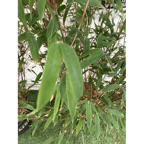 135 - TWO LARGE BAMBOO FARGESIA 'VIOLET WOODS' APPROX 180CM IN HEIGHT IN 10 LTR POTS PLUS VAT TO BE SOLD F... 