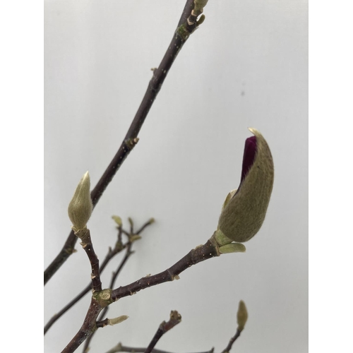 144 - ONE MAGNOLIA 'JANE' APPROX 110CM IN HEIGHT IN A 7 LTR POT PLUS VAT