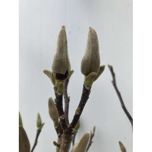 144 - ONE MAGNOLIA 'JANE' APPROX 110CM IN HEIGHT IN A 7 LTR POT PLUS VAT