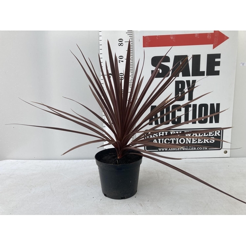 17 - ONE CODYLINE AUSTRALIS 'RED STAR' APPROX 70CM IN HEIGHT PLUS VAT IN A 5 LTR POT