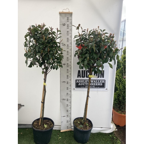 183 - TWO PHOTINIA FRASERI 'RED ROBIN' STANDARD TREES APPROX 180CM IN HEIGHT IN 15 LTR POTS PLUS VAT TO BE... 