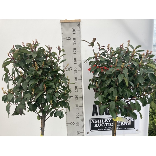 183 - TWO PHOTINIA FRASERI 'RED ROBIN' STANDARD TREES APPROX 180CM IN HEIGHT IN 15 LTR POTS PLUS VAT TO BE... 