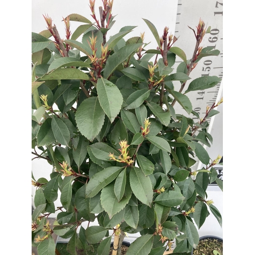 183 - TWO PHOTINIA FRASERI 'RED ROBIN' STANDARD TREES APPROX 180CM IN HEIGHT IN 15 LTR POTS PLUS VAT TO BE... 