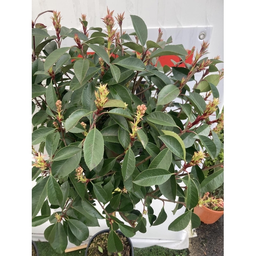 183 - TWO PHOTINIA FRASERI 'RED ROBIN' STANDARD TREES APPROX 180CM IN HEIGHT IN 15 LTR POTS PLUS VAT TO BE... 