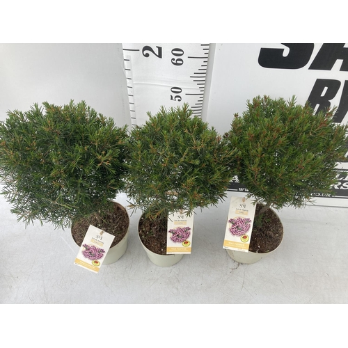 19 - THREE SOL DE MURCIA WAX FLOWER STANDARD MINATURE TREES APPROX 60CM IN HEIGHT IN 2 LTR POTS TO BE SOL... 