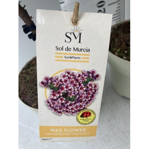 19 - THREE SOL DE MURCIA WAX FLOWER STANDARD MINATURE TREES APPROX 60CM IN HEIGHT IN 2 LTR POTS TO BE SOL... 