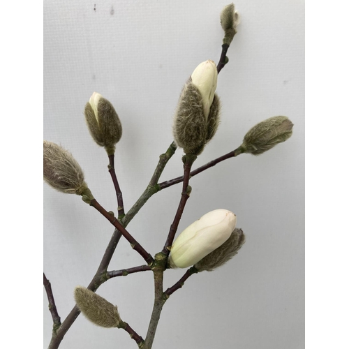 191 - ONE MAGNOLIA LOEBNERI 'LEONARD MESSEL' APPROX 110CM IN HEIGHT IN A 7 LTR POT PLUS VAT