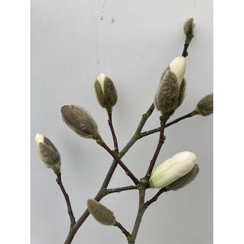 191 - ONE MAGNOLIA LOEBNERI 'LEONARD MESSEL' APPROX 110CM IN HEIGHT IN A 7 LTR POT PLUS VAT