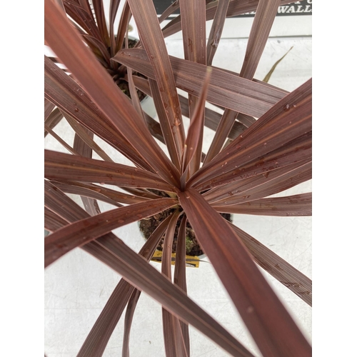 199 - FOUR CORDYLINE AUSTRALIS 'RED STAR' IN 1 LITRE POTS APPROX 70CM IN HEIGHT PLUS VAT TO BE SOLD FOR TH... 