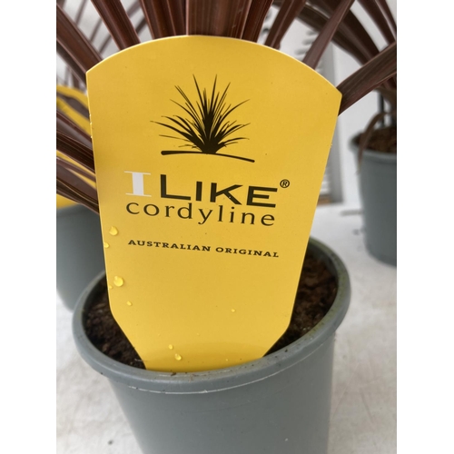 199 - FOUR CORDYLINE AUSTRALIS 'RED STAR' IN 1 LITRE POTS APPROX 70CM IN HEIGHT PLUS VAT TO BE SOLD FOR TH... 