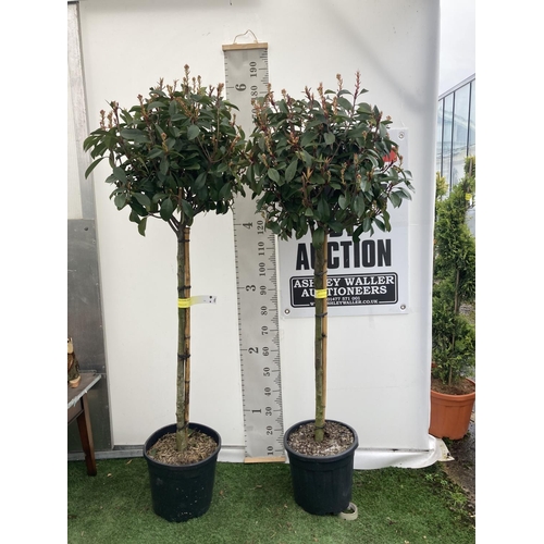 2 - TWO PHOTINIA FRASERI 'RED ROBIN' STANDARD TREES APPROX 180CM IN HEIGHT IN 15 LTR POTS PLUS VAT TO BE... 