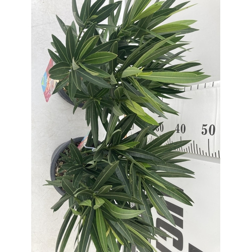 20 - TWO NERIUM OLEANDERS IN MULTICOLOURS APPROX 60CM IN HEIGHT IN 4 LTR POTS PLUS VAT TO BE SOLD FOR THE... 