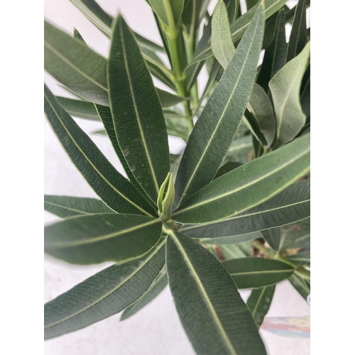 20 - TWO NERIUM OLEANDERS IN MULTICOLOURS APPROX 60CM IN HEIGHT IN 4 LTR POTS PLUS VAT TO BE SOLD FOR THE... 