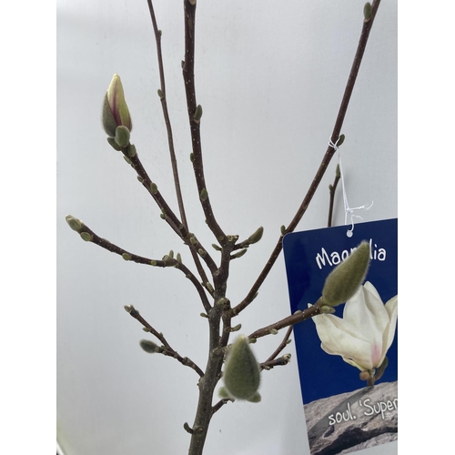 200 - ONE MAGNOLIA SOULANGEANA 'SUPERBA' APPROX 110CM IN HEIGHT IN A 7 LTR POT PLUS VAT