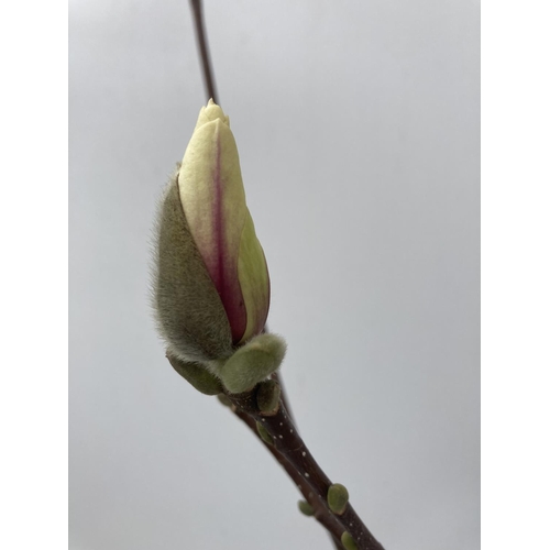 200 - ONE MAGNOLIA SOULANGEANA 'SUPERBA' APPROX 110CM IN HEIGHT IN A 7 LTR POT PLUS VAT