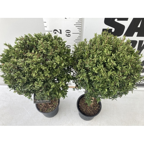 21 - TWO MYRTUS SELECTION STANDARD TREES APPROX 75CM IN HEIGHT IN 2 LTR POTS PLUS VAT TO BE SOLD FOR THE ... 