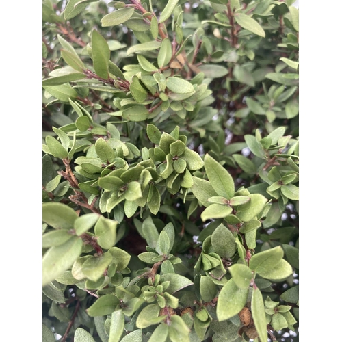 21 - TWO MYRTUS SELECTION STANDARD TREES APPROX 75CM IN HEIGHT IN 2 LTR POTS PLUS VAT TO BE SOLD FOR THE ... 