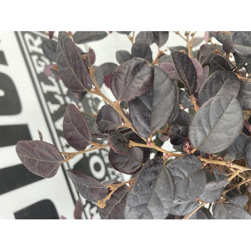 22 - TWO LOROPETALUM 'CHINENSE' APPROX 50CM IN HEIGHT IN 2 LTR POTS TO BE SOLD FOR THE TWO PLUS VAT