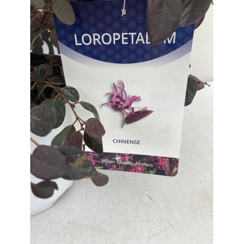 22 - TWO LOROPETALUM 'CHINENSE' APPROX 50CM IN HEIGHT IN 2 LTR POTS TO BE SOLD FOR THE TWO PLUS VAT