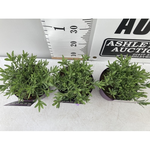 23 - THREE PURPLE LAVENDER 'ST GREAT ADVENTURE' IN 2LTR POTS PLUS VAT TO BE SOLD FOR THE THREE