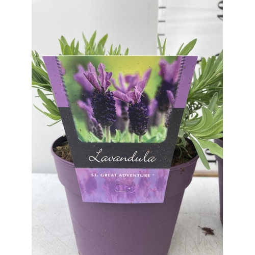 23 - THREE PURPLE LAVENDER 'ST GREAT ADVENTURE' IN 2LTR POTS PLUS VAT TO BE SOLD FOR THE THREE