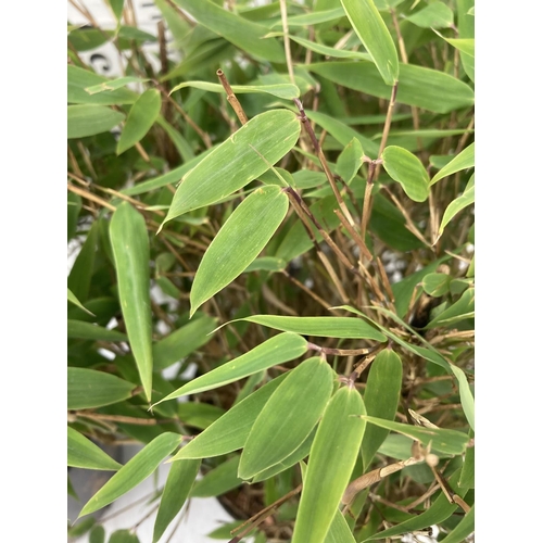 24 - TWO BAMBOO ' MOONTEARS' IN 7 LTR POTS APPROX 70CM IN HEIGHT PLUS VAT TO BE SOLD FOR THE TWO