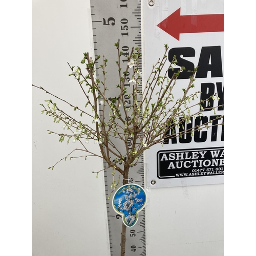 32 - ONE FLOWERING CHERRY TREE PRUNUS INCISA 'MIKINORI' WHITE APPROX 150CM IN HEIGHT IN A 5 LTR POT PLUS ... 