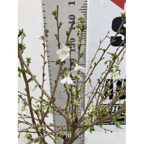 32 - ONE FLOWERING CHERRY TREE PRUNUS INCISA 'MIKINORI' WHITE APPROX 150CM IN HEIGHT IN A 5 LTR POT PLUS ... 