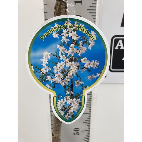 32 - ONE FLOWERING CHERRY TREE PRUNUS INCISA 'MIKINORI' WHITE APPROX 150CM IN HEIGHT IN A 5 LTR POT PLUS ... 