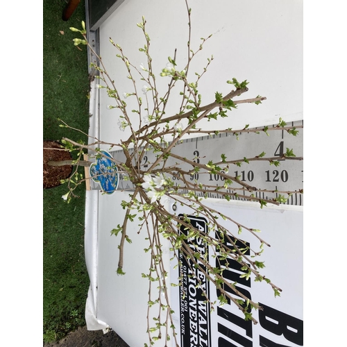 32 - ONE FLOWERING CHERRY TREE PRUNUS INCISA 'MIKINORI' WHITE APPROX 150CM IN HEIGHT IN A 5 LTR POT PLUS ... 