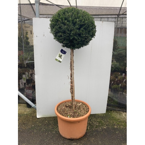 34 - ONE LARGE TAXUS BACCATA ENGLISH YEW STANDARD TREE OVER 160 CM IN HEIGHT IN A 30 LTR POT PLUS VAT