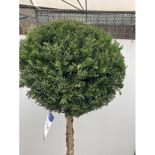 34 - ONE LARGE TAXUS BACCATA ENGLISH YEW STANDARD TREE OVER 160 CM IN HEIGHT IN A 30 LTR POT PLUS VAT