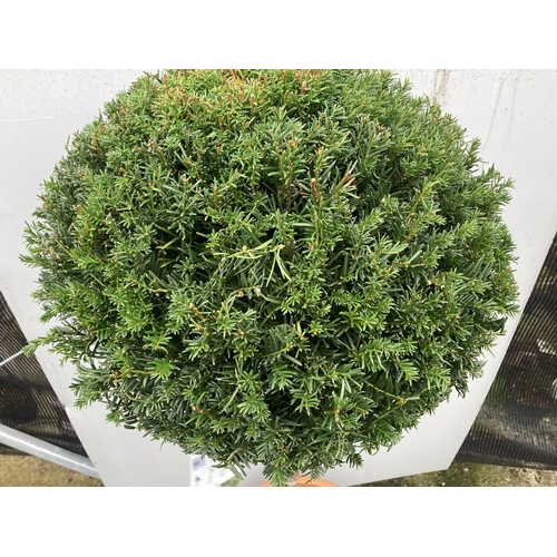 34 - ONE LARGE TAXUS BACCATA ENGLISH YEW STANDARD TREE OVER 160 CM IN HEIGHT IN A 30 LTR POT PLUS VAT