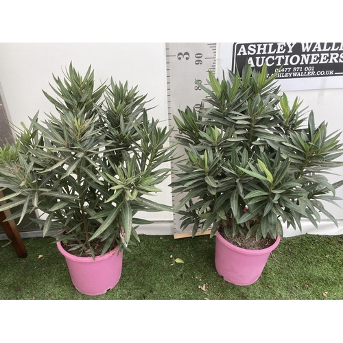 36 - TWO NERIUM OLEANDER PINK BUSHES APPROX 90CM IN HEIGHT IN 10 LTR POTS TO BE SOLD FOR THE PAIR PLUS VA... 