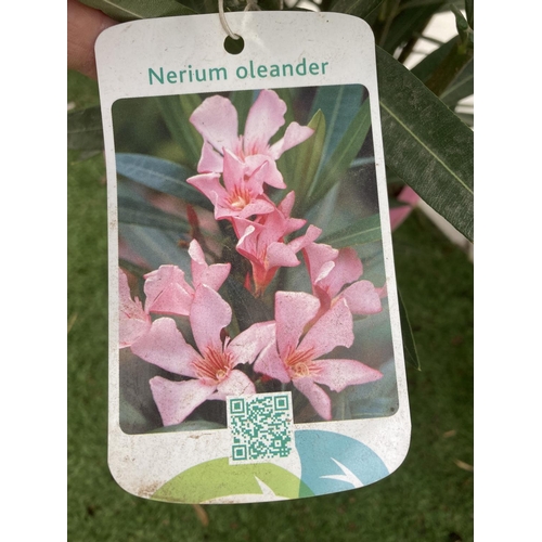 36 - TWO NERIUM OLEANDER PINK BUSHES APPROX 90CM IN HEIGHT IN 10 LTR POTS TO BE SOLD FOR THE PAIR PLUS VA... 