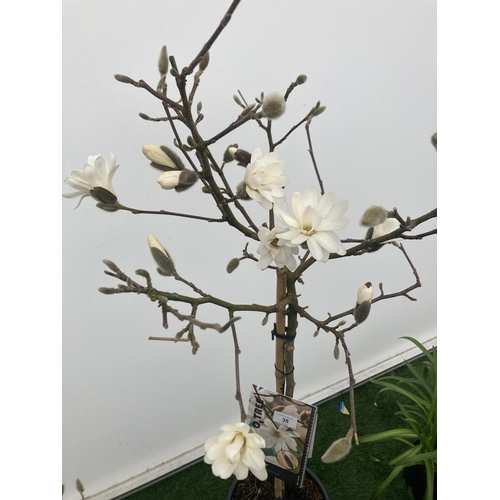 38 - A STANDARD MAGNOLIA STELLATA TREE OVER 160CM TALL IN A 10 LTR POT PLUS VAT