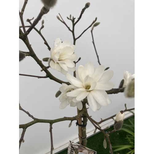 38 - A STANDARD MAGNOLIA STELLATA TREE OVER 160CM TALL IN A 10 LTR POT PLUS VAT