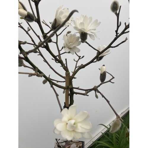 38 - A STANDARD MAGNOLIA STELLATA TREE OVER 160CM TALL IN A 10 LTR POT PLUS VAT