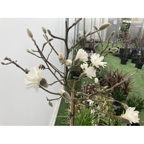 38 - A STANDARD MAGNOLIA STELLATA TREE OVER 160CM TALL IN A 10 LTR POT PLUS VAT