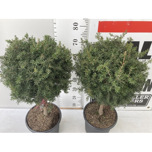 40 - TWO LEPTOSPERMUM 'SUNSHINE' PINK STANDARD TREES APPROX 80CM IN HEIGHT IN 7 LTR POTS PLUS VAT TO BE S... 